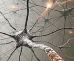 Study elucidates the active role of glial cells in the nervous system