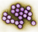 Researchers explore the reproduction of adenoviruses in cells