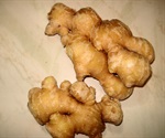 Main bioactive compound of ginger root counteracts autoimmune diseases in mice
