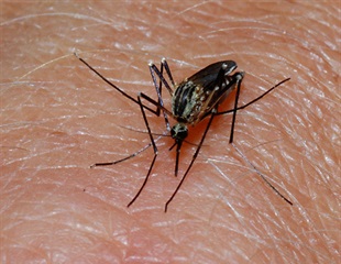 Molecular Rhythms of Malaria Parasites Sync With the Biological Clock of Human Hosts