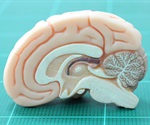 Molecular causes of brain asymmetry revealed