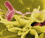 Wild strains of salmonella find a backdoor entry into plants