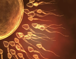 Mathematical Recipe for Sperm Tail Motion Discovered