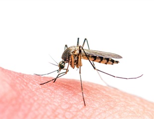 Study on AEG12 mosquito protein could lead to therapeutics against deadly viruses