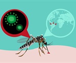 Zika virus infection during pregnancy can cause severe abnormalities in the fetus