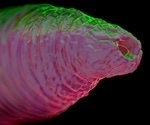 Researchers use physics to map the chaos of movement in living organisms