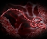 Ebola virus protein changes shape by using human RNA