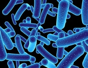 Most Bacteria Found in European Kitchens Are Harmless