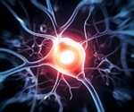 Neurod4 gene found to be the key factor in nerve regeneration after spinal cord injury
