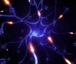 Researchers discover a new mechanism to regulate nerve impulses