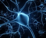 Research identifies how neuronal transmission is disrupted in ALS