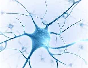 Study uncovers why developing nerve cells take a wrong turn