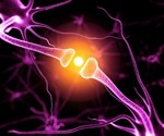 Noelin Proteins’ Key Role in Strengthening Neuronal Signals