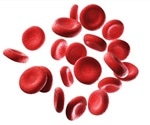 SMART researchers discover a novel method to produce human red blood cells
