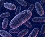 Understanding how cleaning up bad mitochondria affects stem cell division