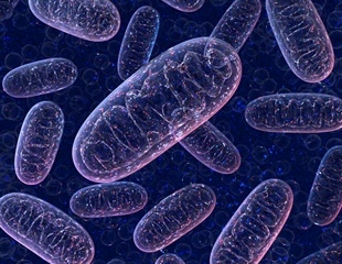Novel Bacterial Protein can Prolong Cell Longevity by Acting Directly on Mitochondria
