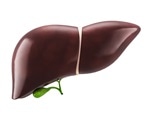 Def gene essential for maintaining liver homeostasis and regeneration capacity