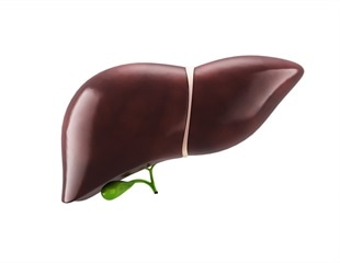 Study explains how liver regeneration may help treat liver disease in mice