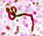 Study investigates how Ebola virus adapts to bat and human cells