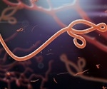 Ebola virus protein changes shape by using human RNA