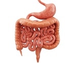 Investigating the Link Between Metabolism and Intestinal Development