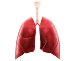 Study reveals that gene variant regulates protein level to prevent blood clots in the lungs