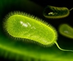 Gut bacterium is linked to increased risk of stomach cancer