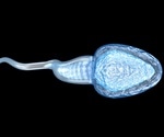 Researchers reveal how ubiquitous signaling molecule plays a critical role in male fertility