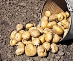 Researchers discover new type of pathogenic fungus that infects potatoes