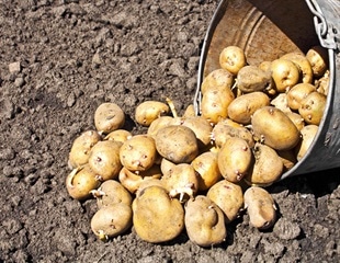 Small Genetic Element Identified as Key to Potato Industry's Production Problem