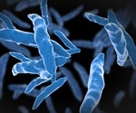 Interconnected mycobacteria stay alive longer