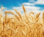 Maize Root Chemicals Can Increase Wheat Yields by 4%