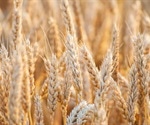 JIC-CIMMYT collaboration aims to find solutions for the world's wheat farmers and consumers