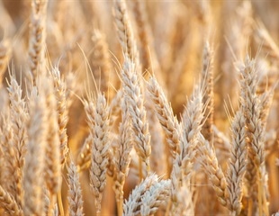 Scientists discover a genetic driver that improves yield traits and protein content in wheat
