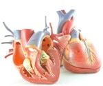In vitro cardiotoxicity screening using 3D-printed human heart tissues