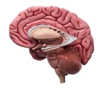 High-Resolution, Stable Brain Stimulation by Ultraflexible Nanoelectrodes