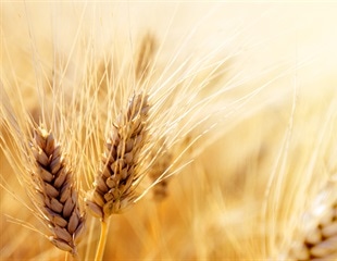 NSF Funds IWGSC Project to Sequence Ancient Bread Wheat Genomes for Improved Traits