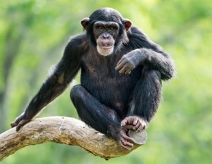 Male Bonobos Found to Be More Aggressive Than Chimpanzees
