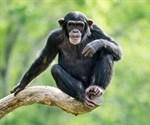 Novel Insights Into Multimodal Communication Development in Young Chimpanzees