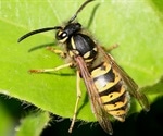 Genomes provide insights into fig-wasp coevolution