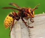 Agricultural Research Service releases genomic data of Asian giant hornets