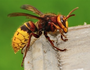 Three active compounds identified in giant hornet queen sex pheromones