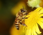 Food scarcity and pesticide exposure reduce blue orchard bee reproduction