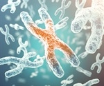 New theory shows why Y chromosome may be more resilient than previously believed