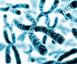 Gene-Silencing Complexes Work Together to Render X Chromosomes Inactive