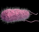 Four strains of Methylobacteriaceae discovered