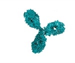 Biochemistry of Antibody-Antigen Interactions