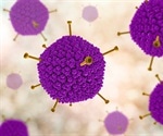 Researchers explore the reproduction of adenoviruses in cells