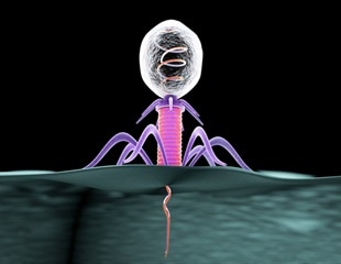 RNA Molecules Govern Battle Between Cholera Bacteria and Phages