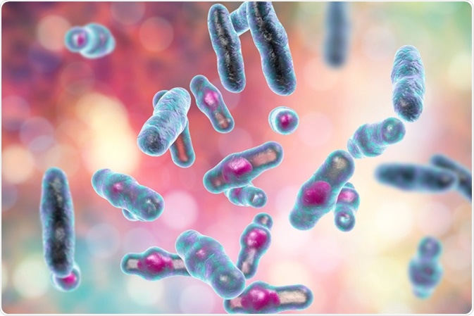 Clostridium perfringens bacteria, anaerobic spore-producing bacteria, the causative agent of gas gangrene infection and food poisoning, 3D illustration. Image Credit: Kateryna Kon / Shutterstock
